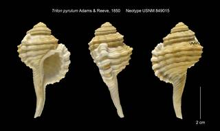 To NMNH Extant Collection (Triton pyrulum Neotype USNM 849015)