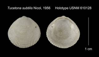 To NMNH Extant Collection (Tucetona subtilis Holotype USNM 610128)