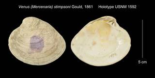 To NMNH Extant Collection (Venus (Mercenaria) stimpsoni Holotype USNM 1592)