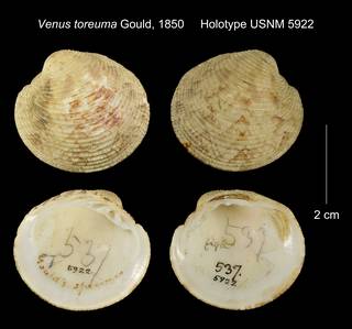 To NMNH Extant Collection (Venus toreuma Holotype USNM 5922)