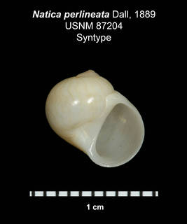 To NMNH Extant Collection (IZ MOL 87204 Shell Plate)