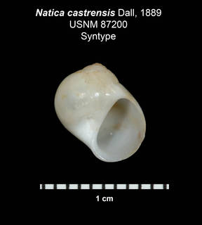 To NMNH Extant Collection (IZ MOL 87200 Shell Plate)