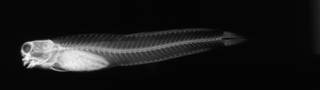 To NMNH Extant Collection (Salarias bleekeri paratype USNM 088014 radiograph lateral view)