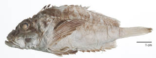 To NMNH Extant Collection (Paraminous quinearinatus USNM 99515 photograph lateral view)