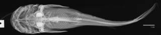 To NMNH Extant Collection (Ketengus typus USNM 109606 radiograph dorsal)