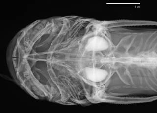 To NMNH Extant Collection (Ketengus typus USNM 109606 radiograph head dorsal)