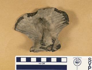 To NMNH Paleobiology Collection (USNM V 8372)