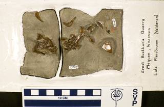 To NMNH Paleobiology Collection (USNM V 25000)