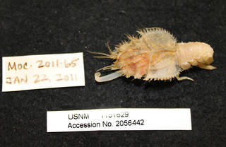To NMNH Extant Collection (IZ 1151629 dorsal view)
