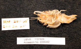 To NMNH Extant Collection (IZ 1151629 ventral view)