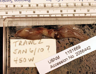 To NMNH Extant Collection (IZ 1151669 specimen view)