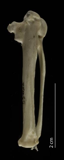 To NMNH Extant Collection (Haematopodidae (Oystercatchers), USNM 554122, carpometacarpus, dorsal)