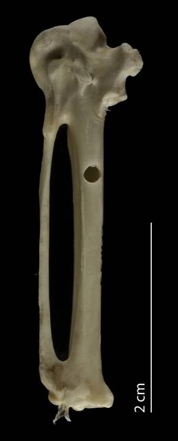 To NMNH Extant Collection (Haematopodidae (Oystercatchers), USNM 554122, carpometacarpus, ventral)