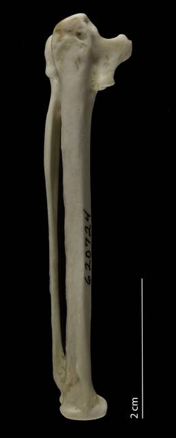 To NMNH Extant Collection (Stercorariidae (Skuas), USNM 620724, carpometacarpus, dorsal)