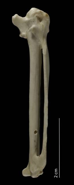 To NMNH Extant Collection (Stercorariidae (Skuas), USNM 620724, carpometacarpus, ventral)