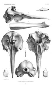 To NMNH Extant Collection (MMP MHNC 7737 Mesoplodon europaeus skull)