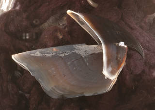 To NMNH Extant Collection (IZ 1111097 Architeuthis dux - upper beak, side view, (9381) left image)
