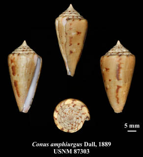 To NMNH Extant Collection (IZ MOL USNM 87303 Conus amphiurgus Dall, 1889i plate)