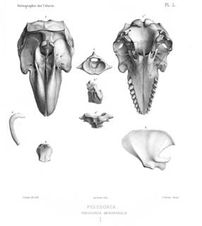To NMNH Extant Collection (MMP RCS 2986 Pseudorca crassidens skull & partial skeleton)