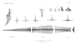 To NMNH Extant Collection (MMP RMNH 31210 Lagenorynchus acutus postcranial skeleton)