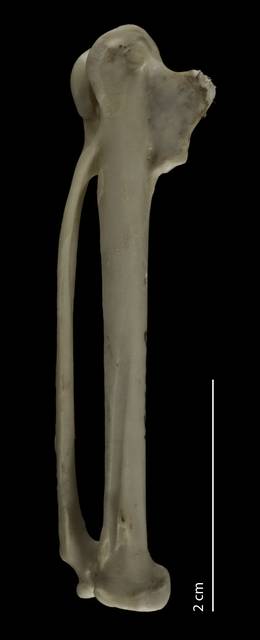 To NMNH Extant Collection (Phaethontidae (Tropicbirds), USNM 500231, carpometacarpus, dorsal)