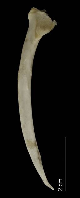 To NMNH Extant Collection (Aramidae (Limpkins), USNM 612025, scapula, dorsal)