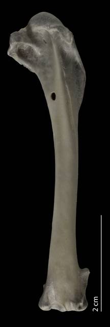 To NMNH Extant Collection (Charadriidae (Plovers), USNM 553648, humerus, caudal)