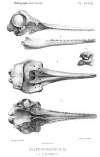 To NMNH Extant Collection (MMP STR 2190 Sousa chinensis skull)