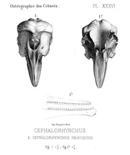 To NMNH Extant Collection (MMP STR 2233 Cephalorhynchus heavisidii skull)