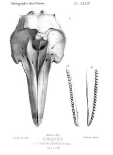 To NMNH Extant Collection (MMP STR 2271 Tursiops truncatus skull)