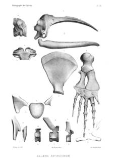 To NMNH Extant Collection (MMP STR 2997 Eubalaena australis skull & skeletal elements)