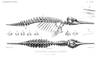 To NMNH Extant Collection (MMP STR 10164 Pontoporia blainvillei skeleton)