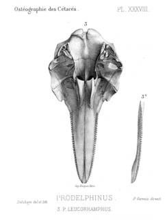 To NMNH Extant Collection (MMP STR 2186 Lissodelphis peronii skull)