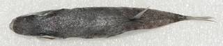 To NMNH Extant Collection (Lagocephalus suezensis USNM 403473 photograph dorsal view)