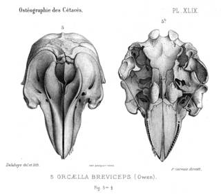 To NMNH Extant Collection (MMP STR 10187 Orcaella brevirostris skull)