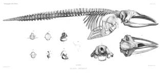 To NMNH Extant Collection (MMP STR 10192 Eubalaena australis skeleton)