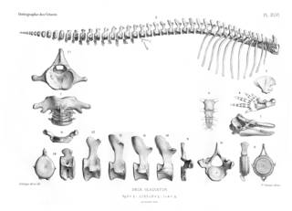 To NMNH Extant Collection (MMP STR 13912 Orcinus orca skeleton)