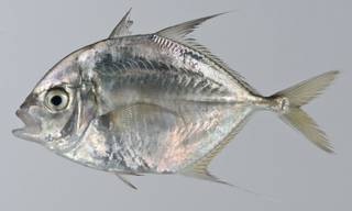 To NMNH Extant Collection (Carangoides talamparoides USNM 403338 photograph lateral view)