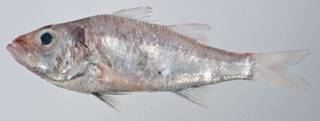 To NMNH Extant Collection (Acropoma USNM 403397 photograph lateral view)