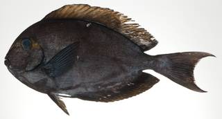 To NMNH Extant Collection (Acanthurus mata USNM 403159 photograph lateral view)