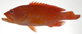 To NMNH Extant Collection (Cephalopholis miniata USNM 403165 photograph lateral view)
