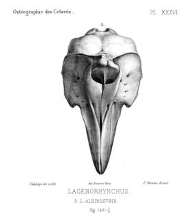 To NMNH Extant Collection (MMP STR 13908 Lagenorhynchus albirostris skull)