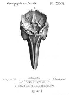To NMNH Extant Collection (MMP STR 13909 Lagenorhynchus cruciger skull)