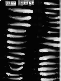 To NMNH Extant Collection (Istiblennius gibbfrons USNM 199459 radiograph 1 of 2 lateral view)