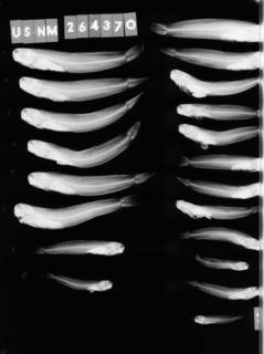To NMNH Extant Collection (Istiblennius gibbfrons USNM 264370 radiograph lateral view)