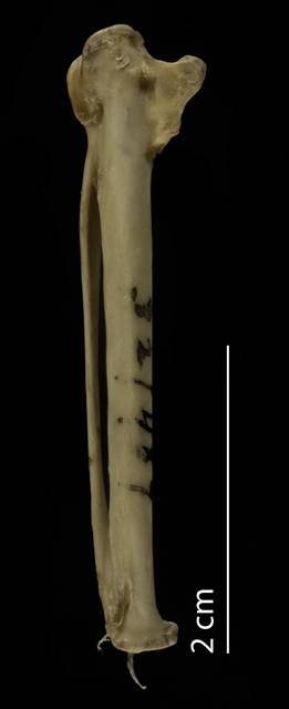 To NMNH Extant Collection (Dromadidae (Crab Plover), USNM 321489, carpometacarpus, dorsal)