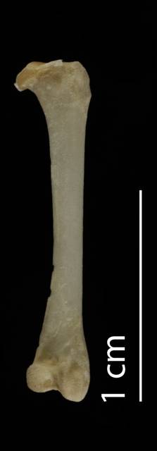 To NMNH Extant Collection (Hydrobatidae (Storm Petrels), USNM 498234, femur, caudal)