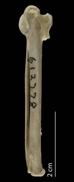 To NMNH Extant Collection (Podicipedidae (Grebes), USNM 612778, carpometacarpus, dorsal)