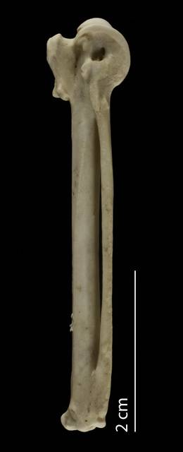 To NMNH Extant Collection (Podicipedidae (Grebes), USNM 612778, carpometacarpus, ventral)