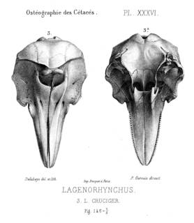 To NMNH Extant Collection (MMP STR 13935 Lagenorhyncchus cruciger skull)